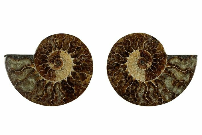 Cut & Polished, Agatized Ammonite Fossil - Madagascar #344098